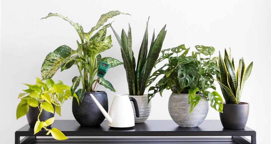 Beautiful Indoor Plants To Brighten Up Your Home