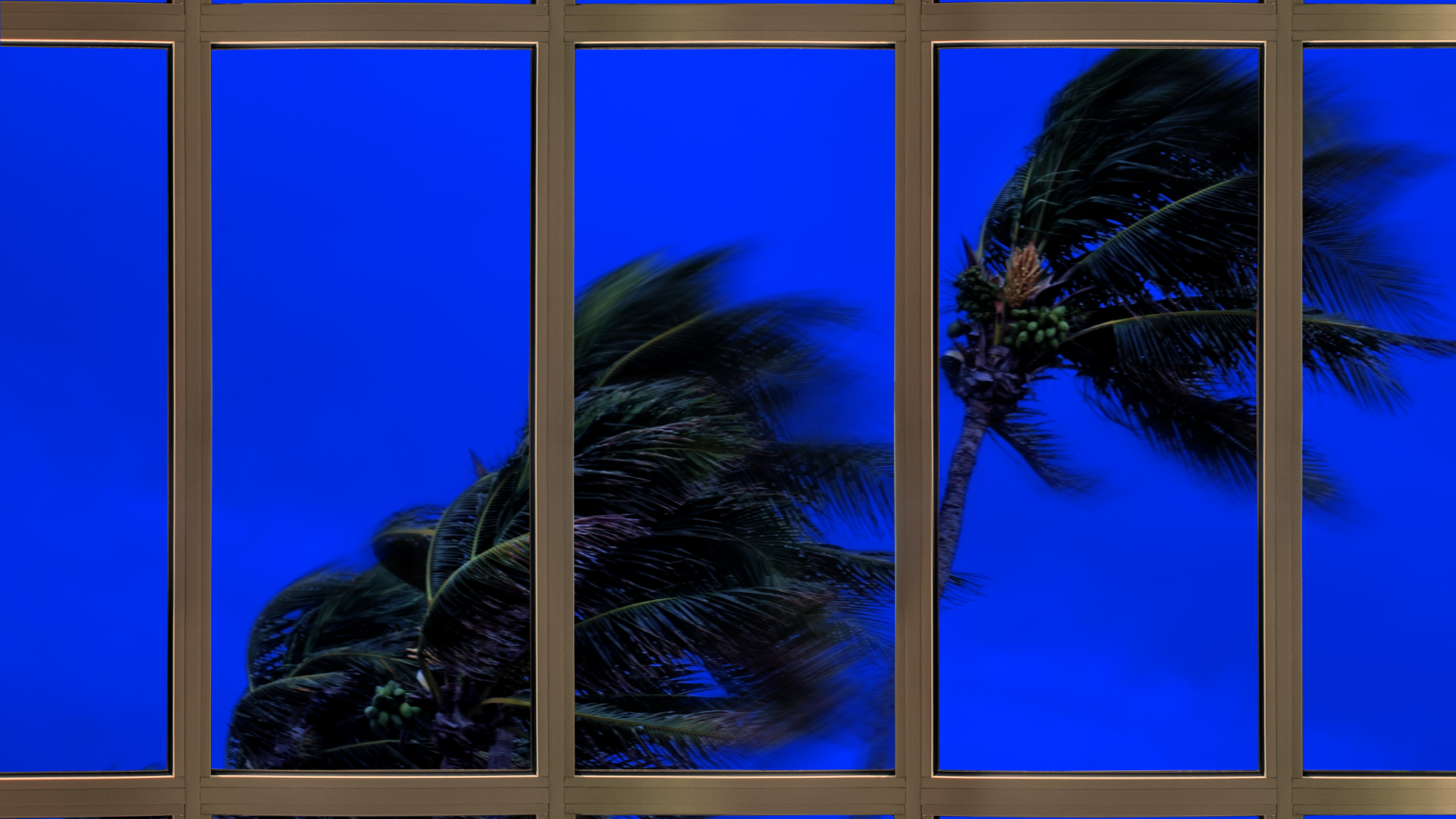 View of palm trees blowing in wind from outside window